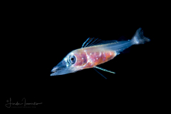 Snake Mackerel - Gempylidae Family