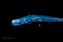 Snakefish - Blunt-Nose Lizardfish - Synodontidae Family - Trachinocephalus myops