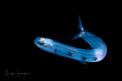 Snakefish - Blunt-Nose Lizardfish - Synodontidae Family - Trachinocephalus myops