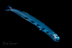 Snakefish - Blunt-Nose Lizardfish - Synodontidae Family - Trachinocephalus myops