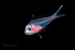 Snapper - Wenchman - Lutjanidae Family - Pristipomoides aquilonaris  - Very rare