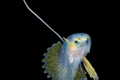 Soapfish - Serranidae Family - Rypticus species