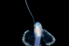 Soapfish - Serranidae Family - Rypticus species