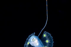 Soapfish - Serranidae Family - Rypticus species