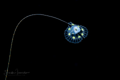 Soapfish - Serranidae Family - Rypticus species
