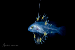 Soapfish - Serranidae Family - Rypticus species