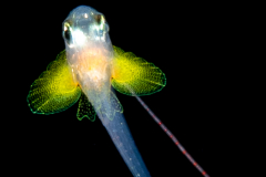 Soapfish - Serranidae Family - Rypticus species
