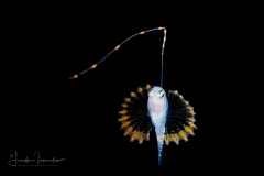 Soapfish - Serranidae Family - Rypticus species