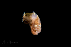 Sole - Achiridae Family - Gymnachirus melas - North American Naked Sole