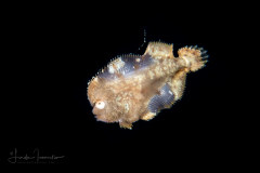 Sole - Achiridae Family - Gymnachirus melas - North American Naked Sole