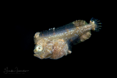Sole - Achiridae Family - Gymnachirus melas - North American Naked Sole