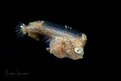 Sole - Achiridae Family - Gymnachirus melas - North American Naked Sole