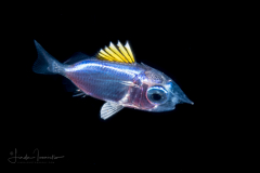 Squirrelfish - Holocentridae Family - Holocentrus species