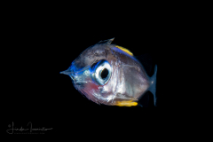 Squirrelfish - Holocentridae Family - Holocentrus species