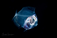 Surgeonfish - Acanthuridae Family - Acanthurus species