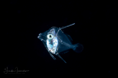 Surgeonfish - Acanthuridae Family - Acanthurus species