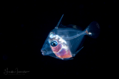 Surgeonfish - Acanthuridae Family - Acanthurus species