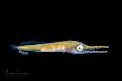 Swordfish - Xiphiidae Family - Xiphias gladius