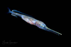 Swordfish - Xiphiidae Family - Xiphias gladius