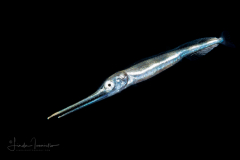 Swordfish - Xiphiidae Family - Xiphias gladius