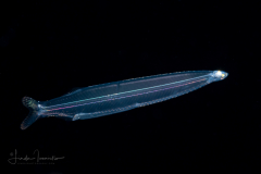 Tarpon Larva - Megalopidae Family - Megalops atlanticus