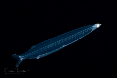 Tarpon Larva - Megalopidae Family - Megalops atlanticus