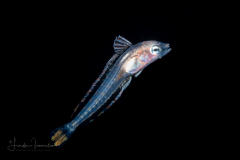 Tilefish - Sand - Malacanthidae Family - Malacanthus plumieri