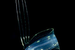 Tonguefish - Pygmy - Cynoglossidae Family - Symphurus parvus