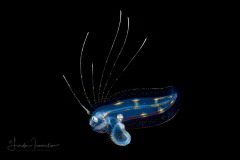 Tonguefish - Pygmy - Cynoglossidae Family - Symphurus parvus