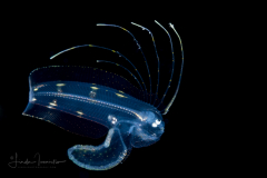 Tonguefish - Pygmy - Cynoglossidae Family - Symphurus parvus