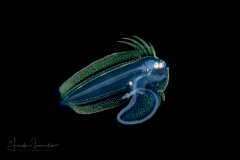 Tonguefish - Spottedfin - Cynoglossidae Family - Symphurus diomedeanus