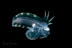 Tonguefish - Spottedfin - Cynoglossidae Family - Symphurus diomedeanus