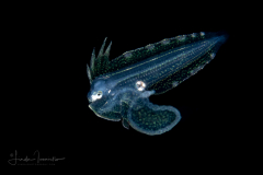 Tonguefish - Spottedfin - Cynoglossidae Family - Symphurus diomedeanus