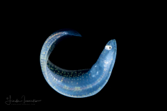 Tonguefish - Spottedfin - Cynoglossidae Family - Symphurus diomedeanus -  ready to settle