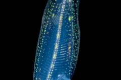 Tonguefish - Spottedfin - Cynoglossidae Family - Symphurus diomedeanus -  ready to settle
