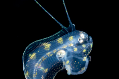 Tonguefish - Offshore - Cynoglossidae Family - Symphurus civitatium