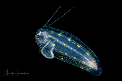 Tonguefish - Offshore - Cynoglossidae Family - Symphurus civitatium