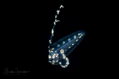 Tonguefish - Unknown - Cynoglossidae Family - Symphurus species
