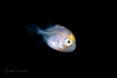 TriggerfIsh - Balistidae Family - Balistes species