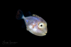 TriggerfIsh - Balistidae Family - Balistes species
