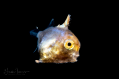 TriggerfIsh - Balistidae Family