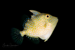 Triggerfish - Gray -  Balistidae Family - Balistes capriscus