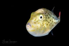 Triggerfish - Sargassum - Balistidae Family - Xanthichthys ringens