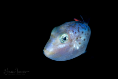 Triggerfish - Sargassum - Balistidae Family - Xanthichthys ringens