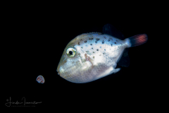 Triggerfish - Sargassum - Balistidae Family - Xanthichthys ringens