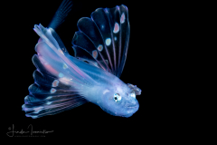 Tripod Fish - Ipnopidae Family - Bathypterois bigelowi