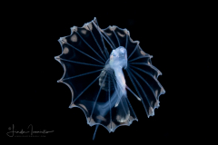 Tripod Fish - Ipnopidae Family - Bathypterois bigelowi