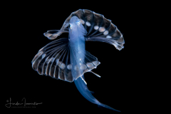Tripod Fish - Ipnopidae Family - Bathypterois bigelowi
