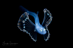 Tripod Fish - Ipnopidae Family - Bathypterois bigelowi