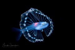 Tripod Fish - Ipnopidae Family - Bathypterois bigelowi